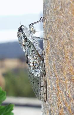 Mannazikade (Cicada orni)