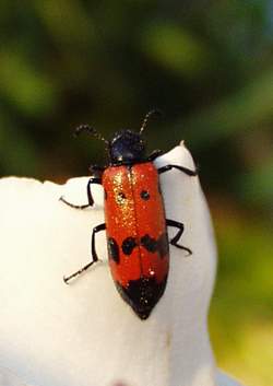 Zonabris quadripunctata