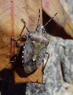 Beerenwanze (Dolycoris baccarum)