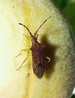 Gonocerus insidiatrix