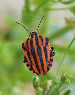 Graphosoma lineatum