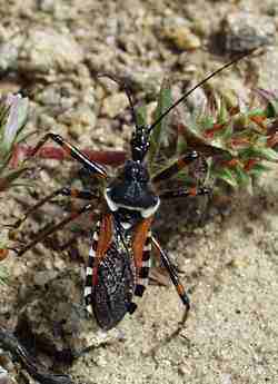 Rhinocoris erythropus