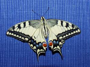 Schwalbenschwanz (Papilio machaon)