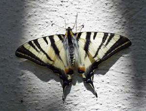 Segelfalter (Iphiclides podalirius)