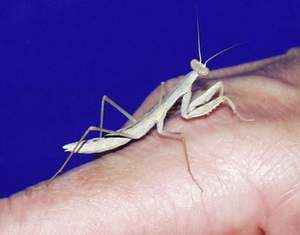 Gottesanbeterin (Mantis religiosa)