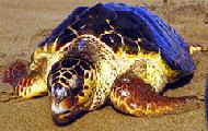 Unechte Karettschildkröte (Caretta caretta)