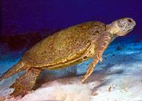 Atlantische Suppenschildkröte (Chelonia mydas mydas)