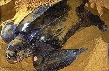 Lederschildkröte (Dermochelys coriacea)