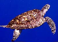 Echte Karettschildkröte (Eretmochelys imbricata)