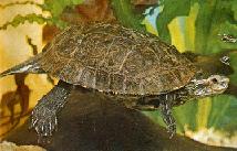 Westliche Kaspische Wasserschildkröte (Mauremys caspica rivulata)