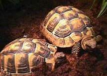 Maurische Landschildkröte (Testudo graeca graeca)