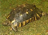 Breitband Schildkröte (Testudo marginata marginata)