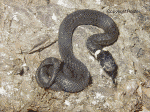 Ringelnatter (Natrix natrix)