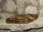Vierstreifennatter (Elaphe quatuorlineata)