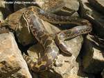 Westliche Sandboa (Eryx jaculus)