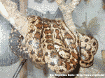 Leopardnatter (Elaphe situla)