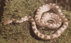 Europäische Katzennatter (Telescopus fallax)