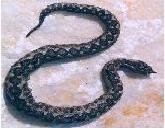 Sand oder Hornviper (Vipera ammodytes meridionalis)
