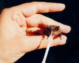 Zwergfledermaus (Pipistrellus pipistrellus)