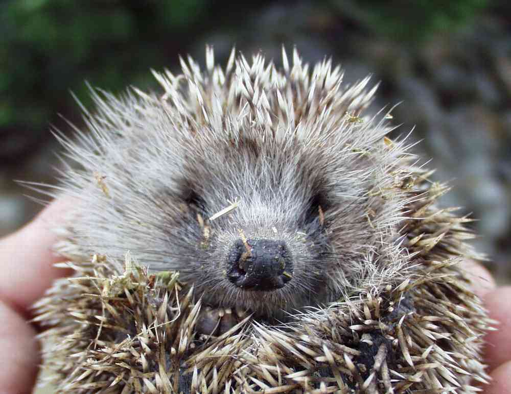 Europäischer Ost- oder Weißbrust-Igel (Erinaceus europaeus roumanicus)