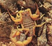 Gelber Skorpion (Mesobuthus gibbosus)