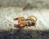 (Euscorpius carpathicus)