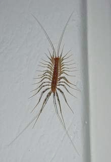 Spinnenläufer (Scutigera coleoptrata)