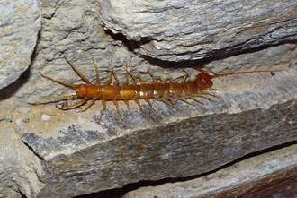 Steinkriecher  (Lithobius macrops)