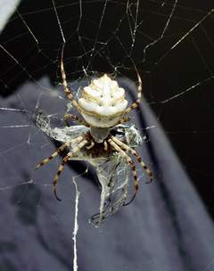 Argiope lobata