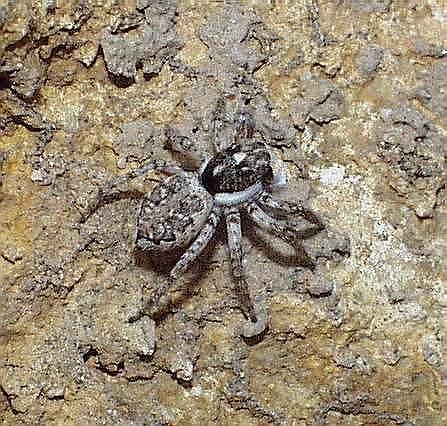 Spring- oder Hüpfspinne (Menemerus semilimbatus )