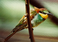 Bienenfresser (Merops apiaster)