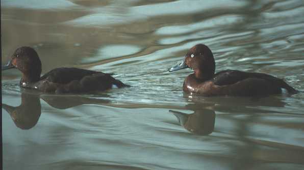 Moorente (Aythya nyroca)