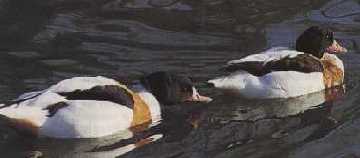 Brand-Gans, -Ente (Tadorna tadorna)