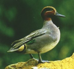 Krickente (Anas crecca)