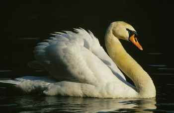 Höckerschwan (Cygnus olor)