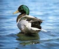 Stockente (Anas platythynchos)