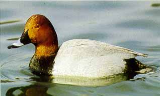 Tafelente (Aythya ferina)