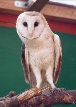 Schleiereule (Tyto alba)