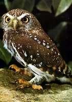 Steinkautz (Athena noctua)