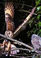 Waldohreule (Asio otus)