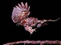 Zwergohreule (Otus scops)