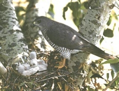 Kurzfangsperber (Accipiter brevipes)