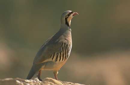Chukarhuhn (Alectoris chukar)