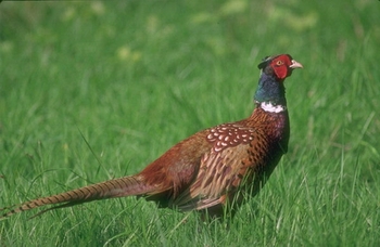 Fasan (Phasianus colchicus)