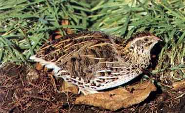 Wachtel (Coturnix coturnix)