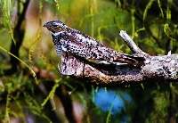 Ziegenmelker (Caprimulgus europaeus)