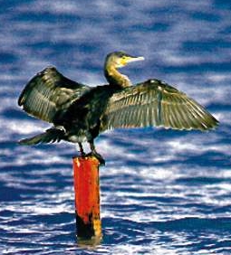 Kormoran (Phalacrocorax carbo)