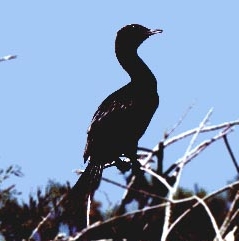 Zwergscharbe (Phalacrocorax pygmaeus)