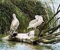 Krauskopfpelikan (Pelecanus crispus)