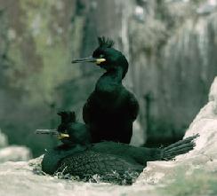 Krähenscharbe (Phalacrocorax aristotelis)